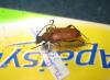 Stictoleptura rubra